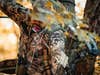 A hunter in full camo draws back on a compound bow while in a tree stand.
