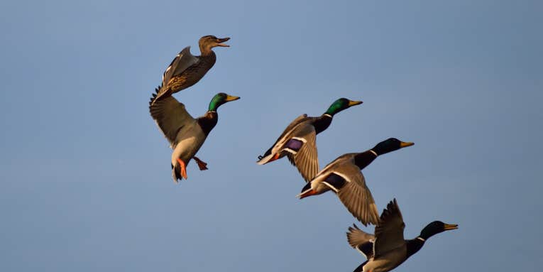 How to Jump Shoot Ducks