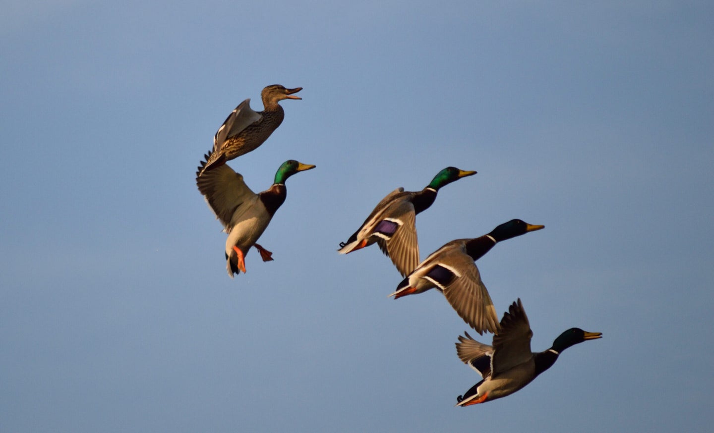 Flock of mallard ducks flying through blue sky