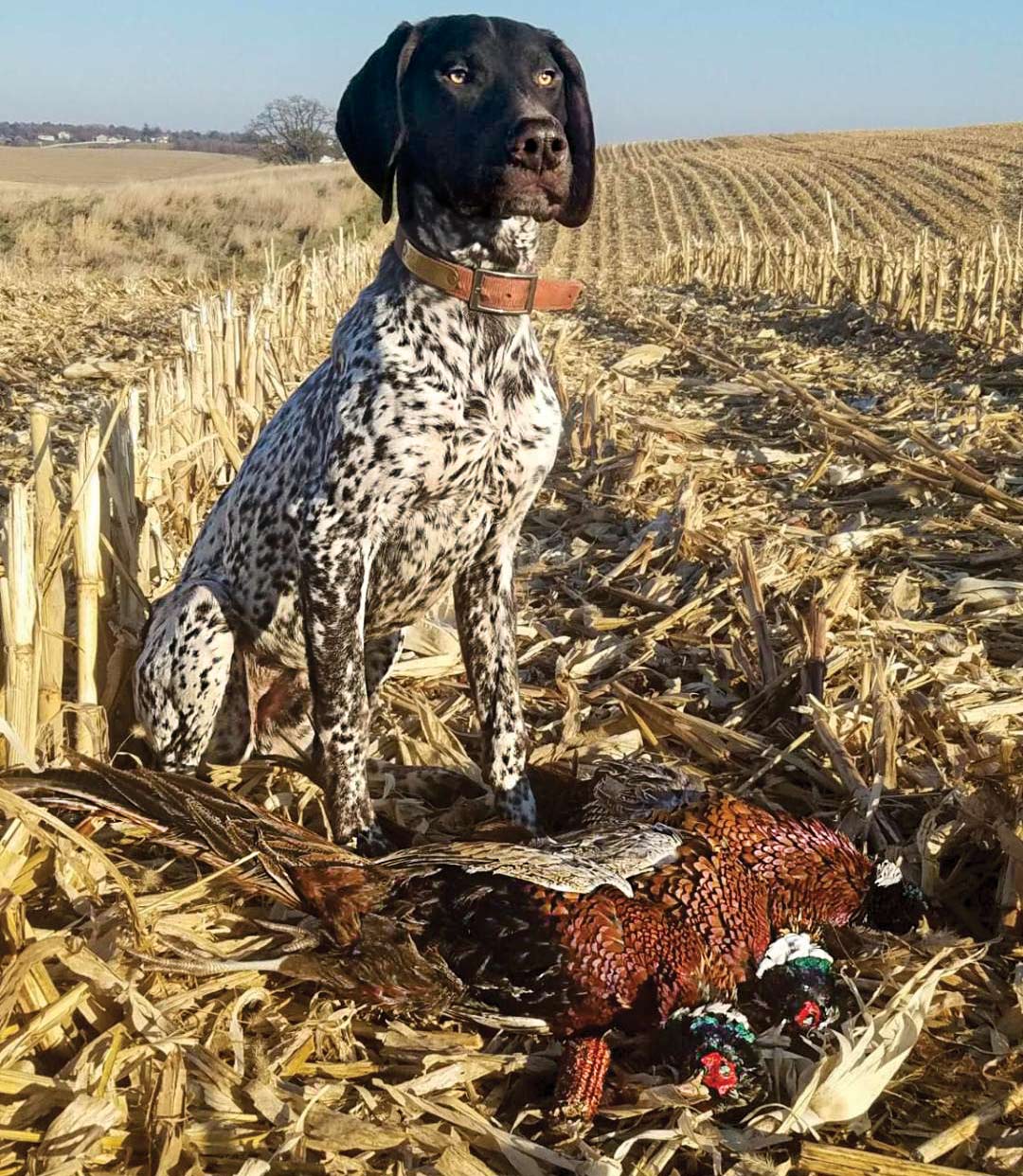 Hunting Dog Breeds: 21 Best Dogs For Hunting | Field & Stream