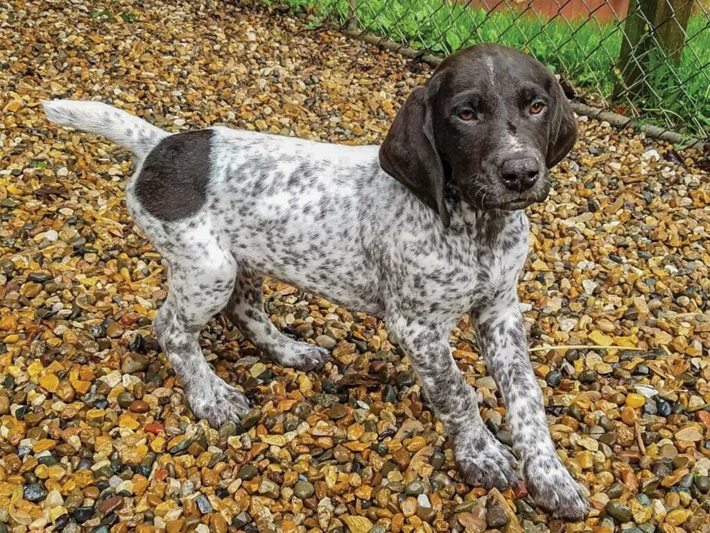 A german short-haired pointer puppy standing in the gravel.