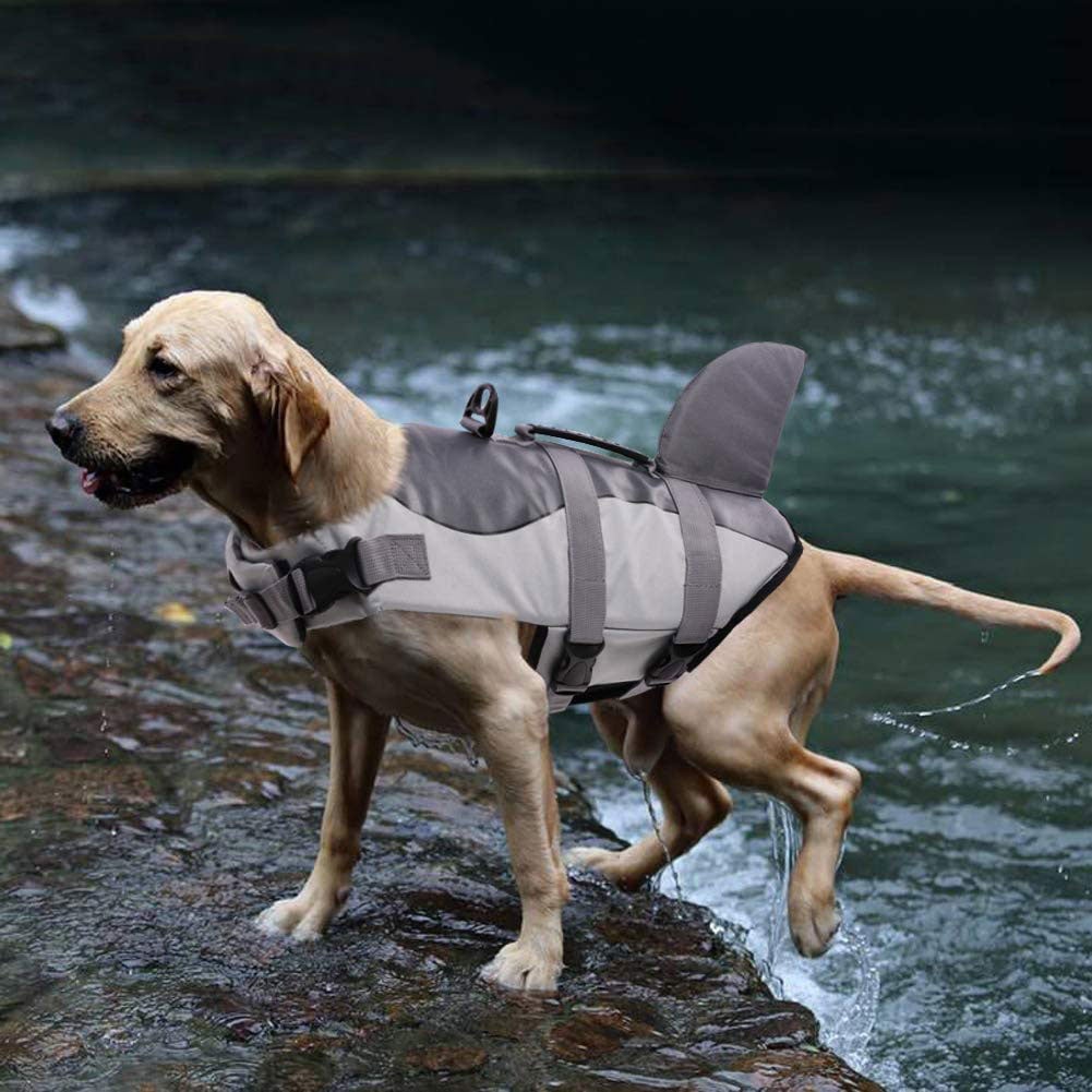 Dog wearing life jacket emerging from a lake
