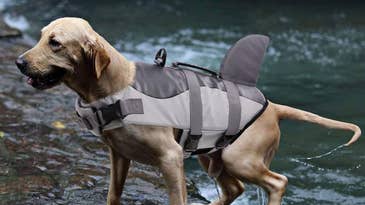 Three Things to Consider Before Buying a Dog Life Jacket