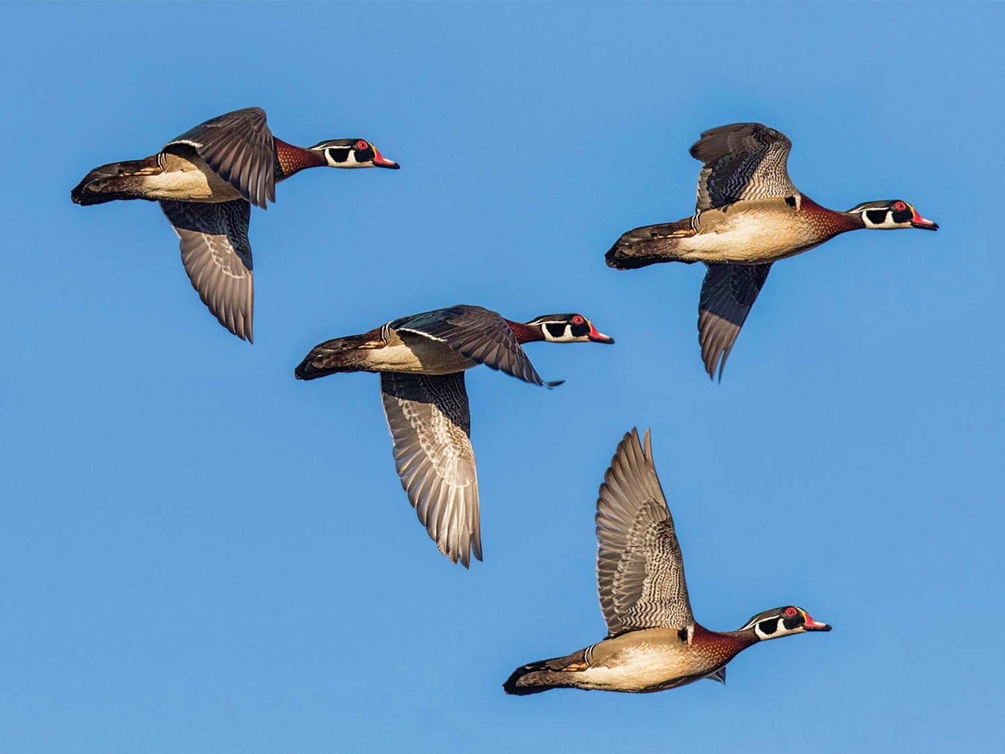 A flock of four wood ducks in flight in a blue sky.