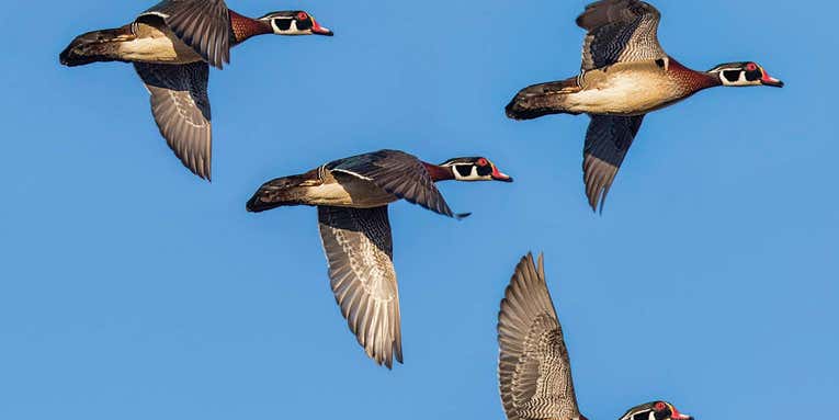 Why Are Early Wood Ducks and Teal So Tough to Shoot?