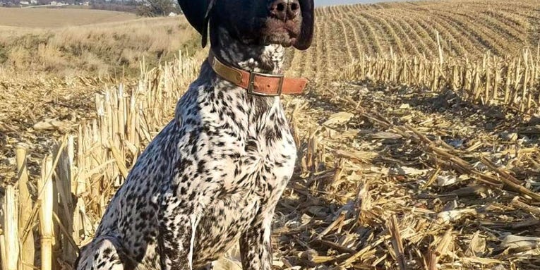 A Hunting Dog’s First Year in the Field