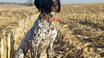 A german shorthaired pointer in a field next to a pheasant.