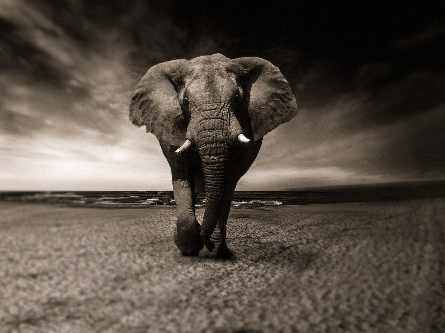 Black and white image of an elephant walking towards the camera on a dry dirt ground.