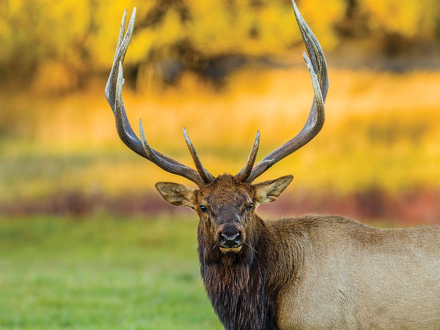 rutting-bull-elk