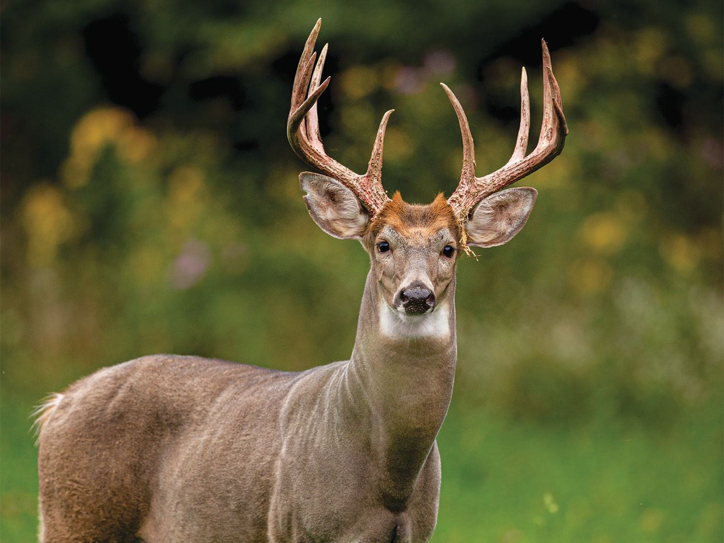 October-whitetail-deer