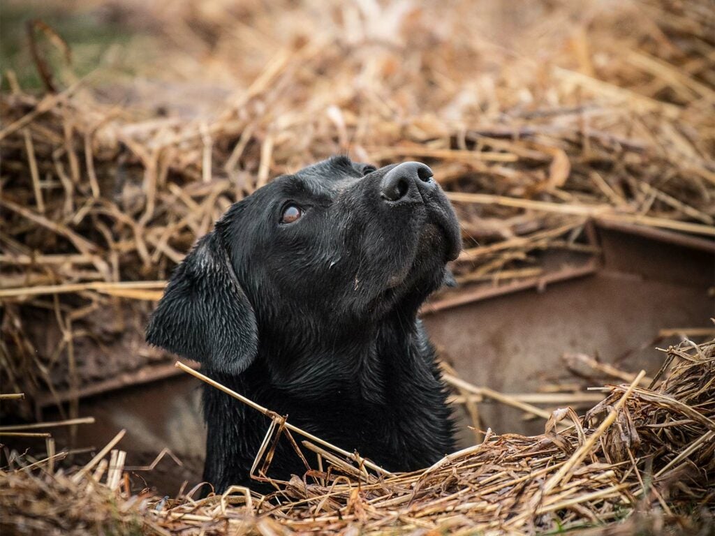A hunting dog in a brush blind.