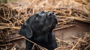 How to Make Every Hunting Season Your Dog's Best Yet
