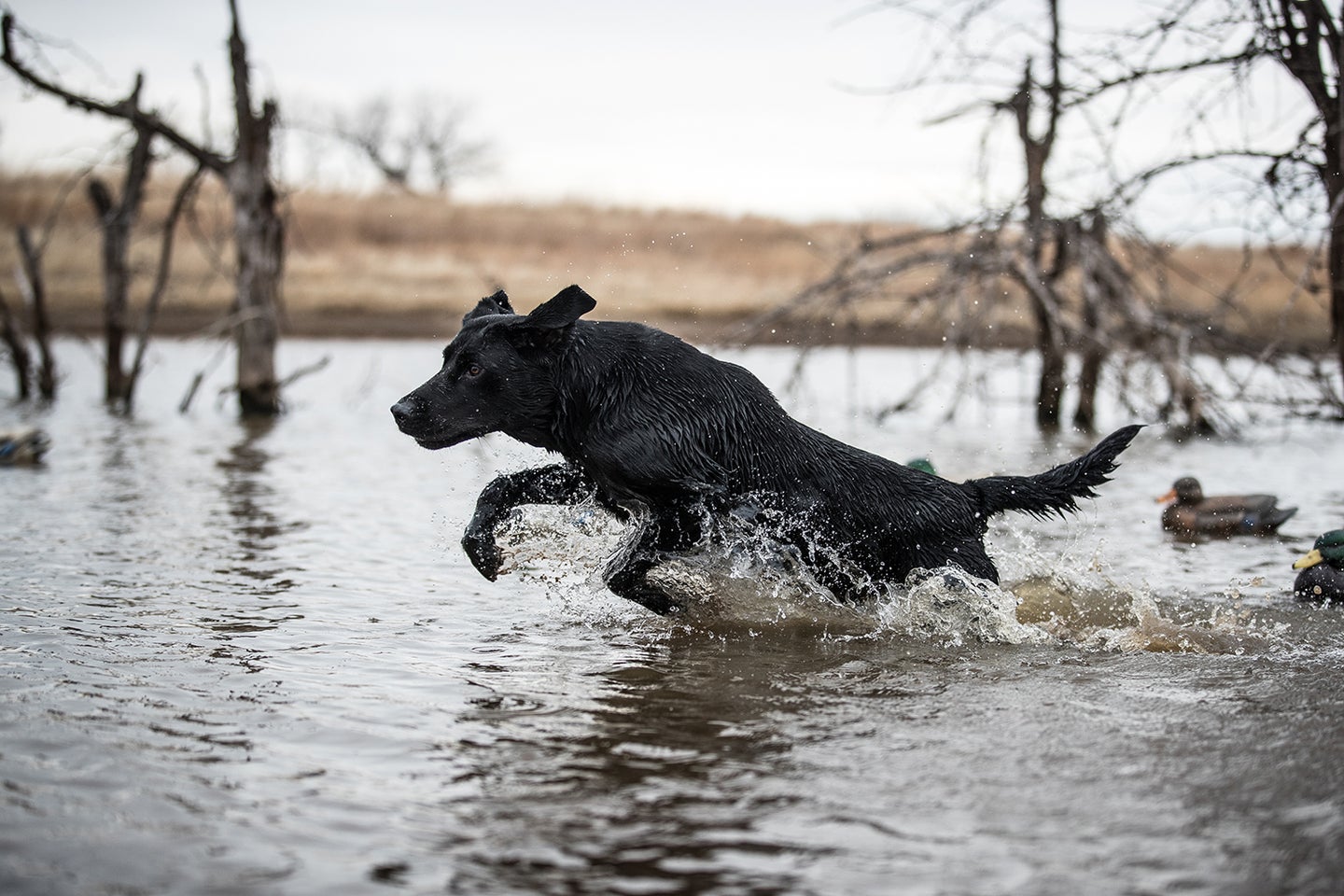 A hunting dog splashing through the water on a retrieve.