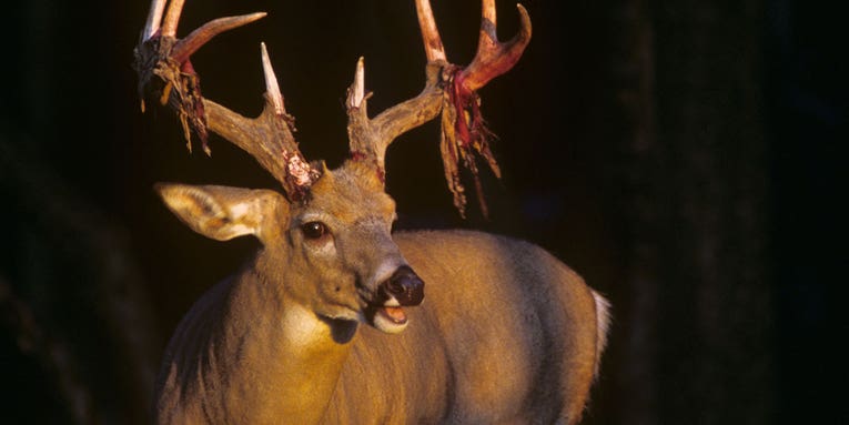 9 Key Deer Calls and How to Make Them
