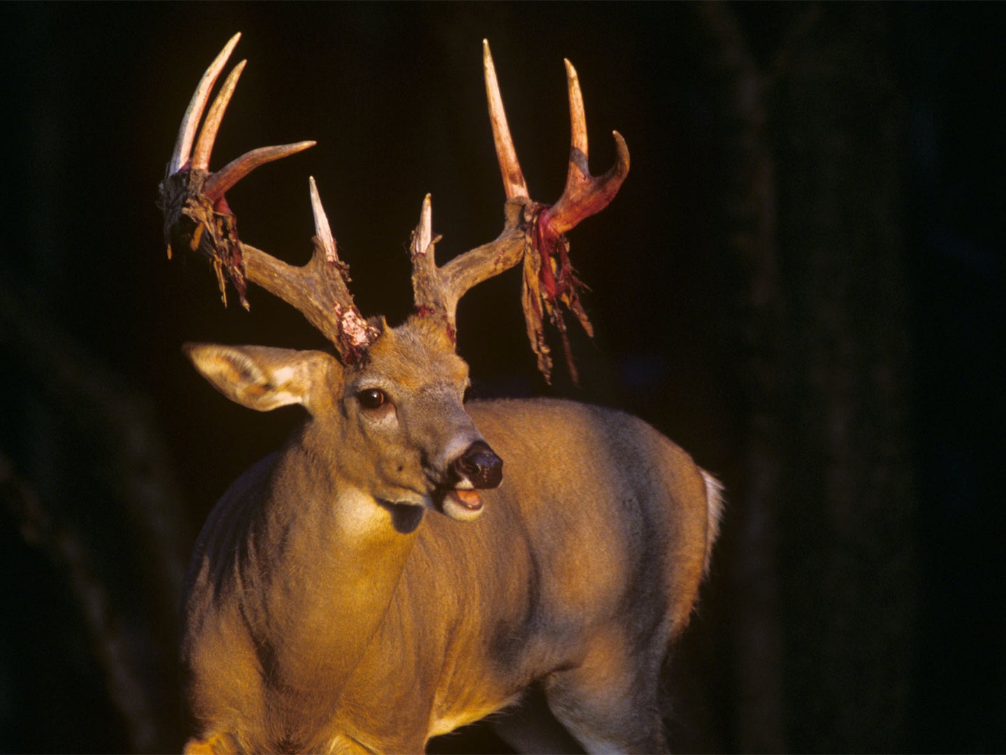 A large whitetail deer in the shadows while it sheds its velvet antlers.