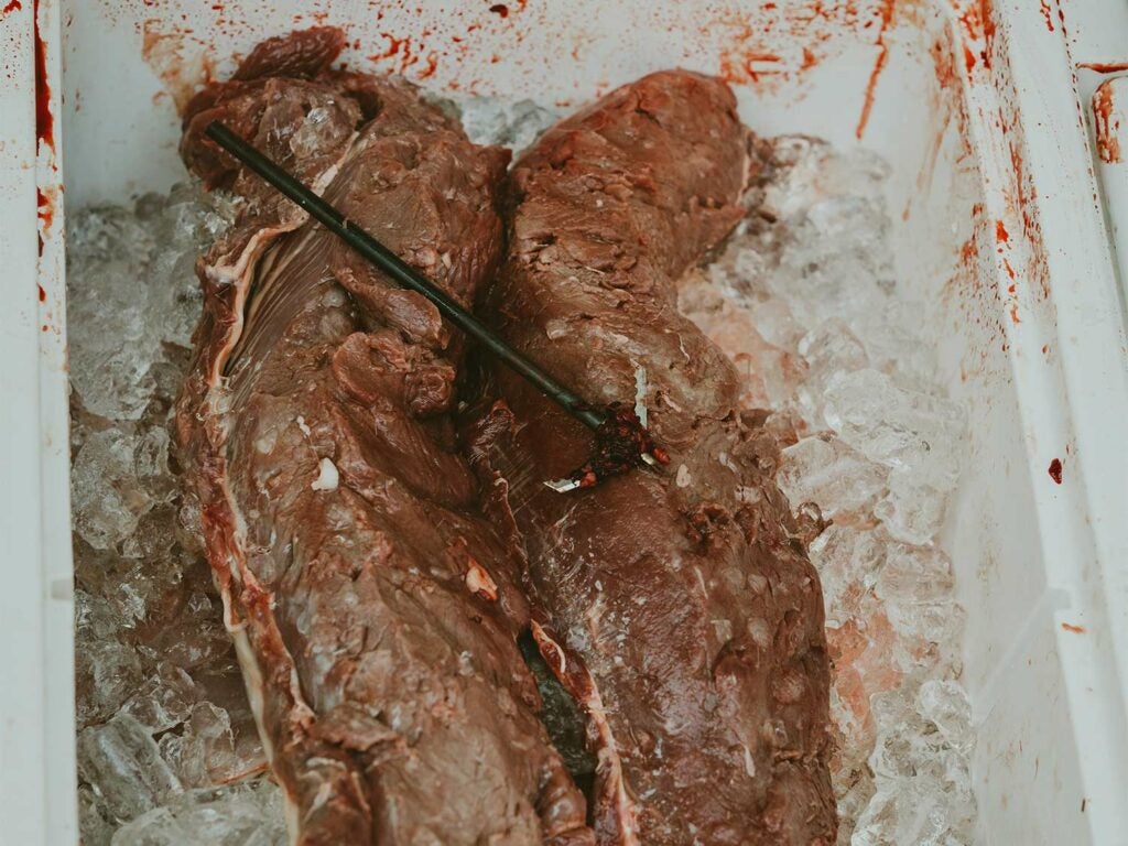 Two slabs of wild game meat set on top of ice in a cooler.