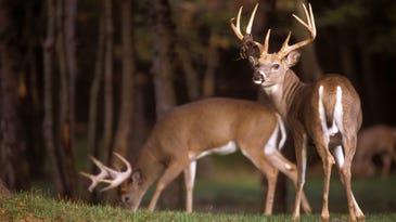 The 12 Best Early-Season Treestand Locations for Deer Hunting