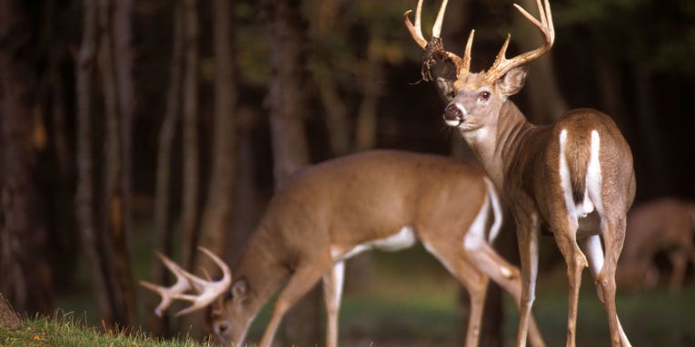 The 12 Best Early-Season Treestand Locations for Deer Hunting