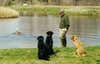 A man trains four hunting dogs for retrieving ducks from the water.