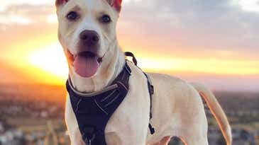 Three Things to Consider Before Buying a Dog Vest Harness