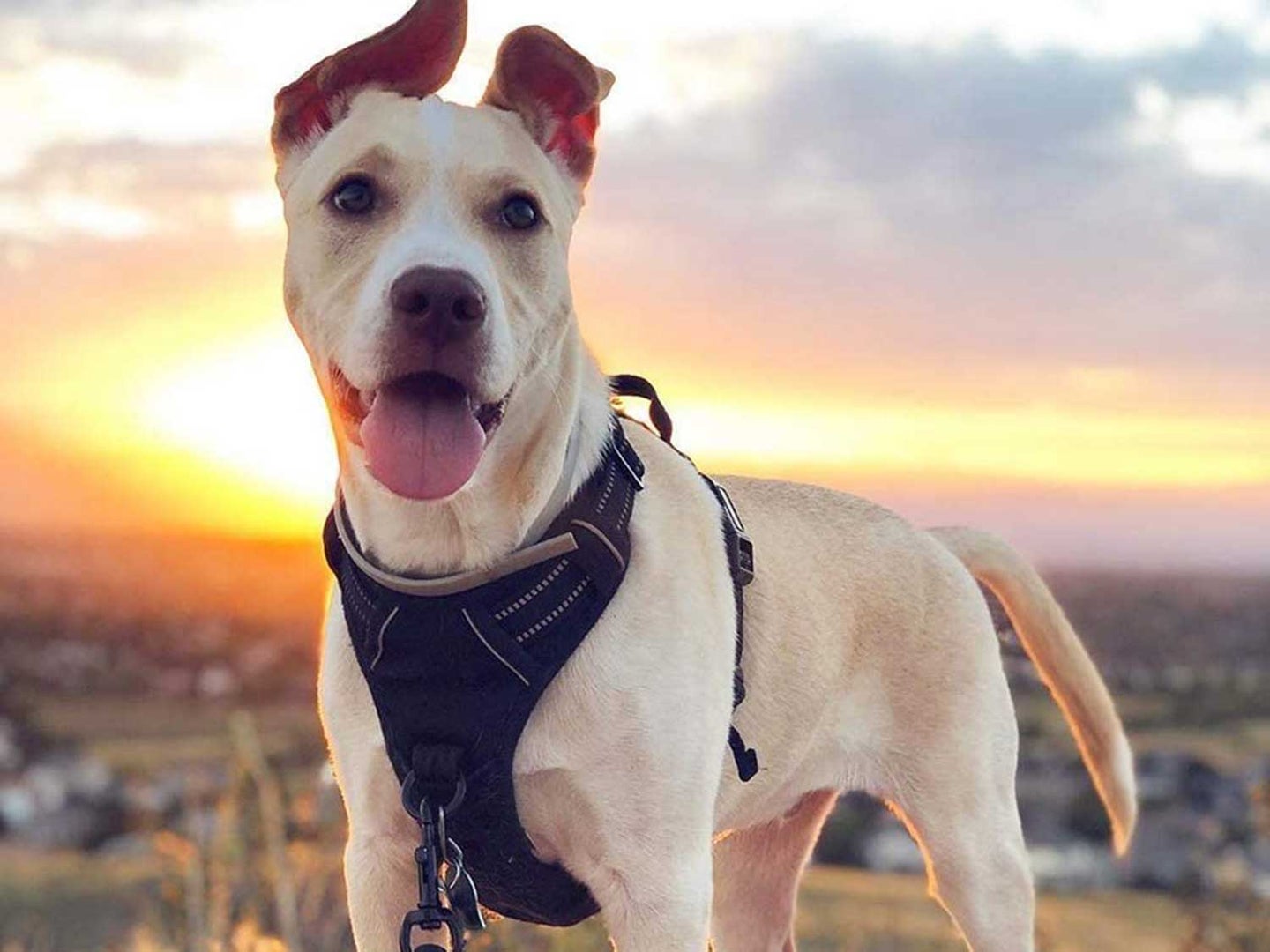 Dog wearing dog vest harness outdoors on walk.