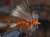 An orange and white spiked fuzzy stimulator fly lure in a vice.