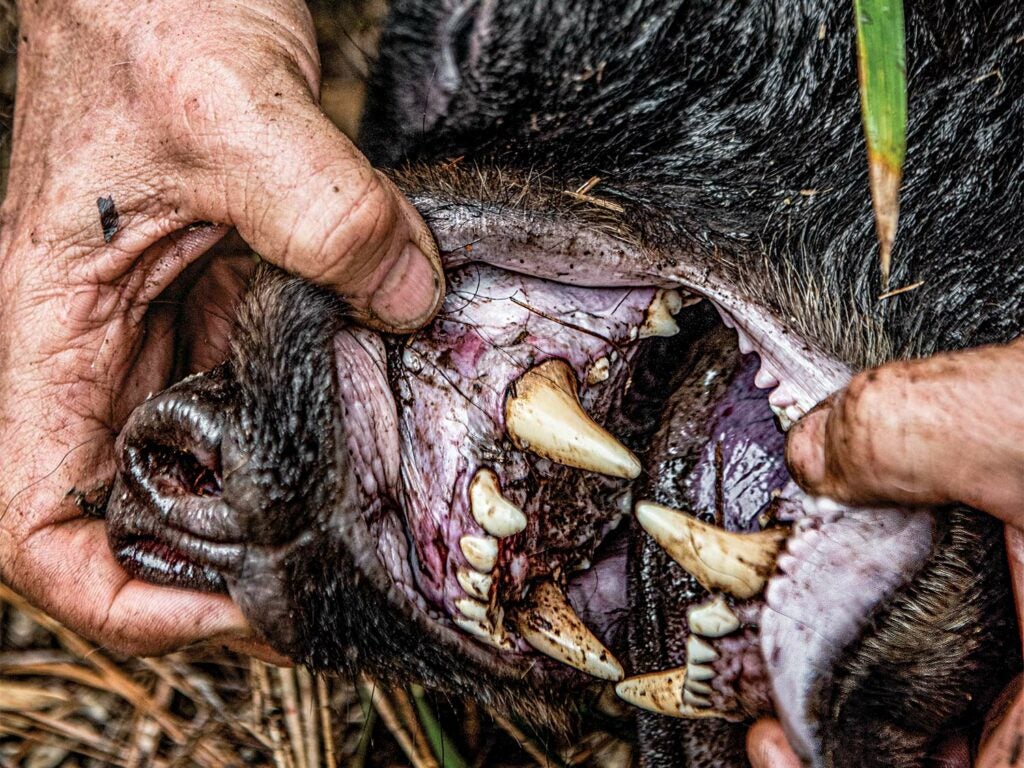 Two hands pry open the mouth of a dead black bear to show the teeth and inner mouth.