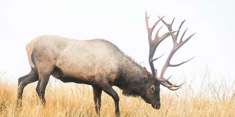 The 10 Best Elk Rifles for Every Budget