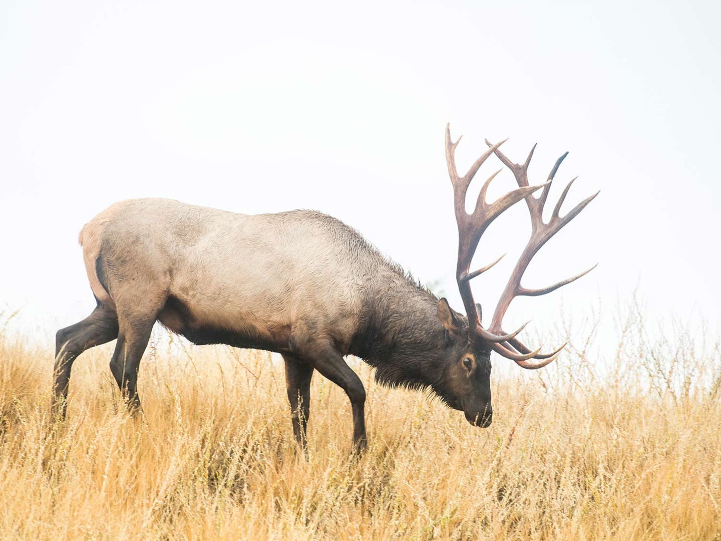A large male bull elk walks throw a field of fall grass while feeding on it.