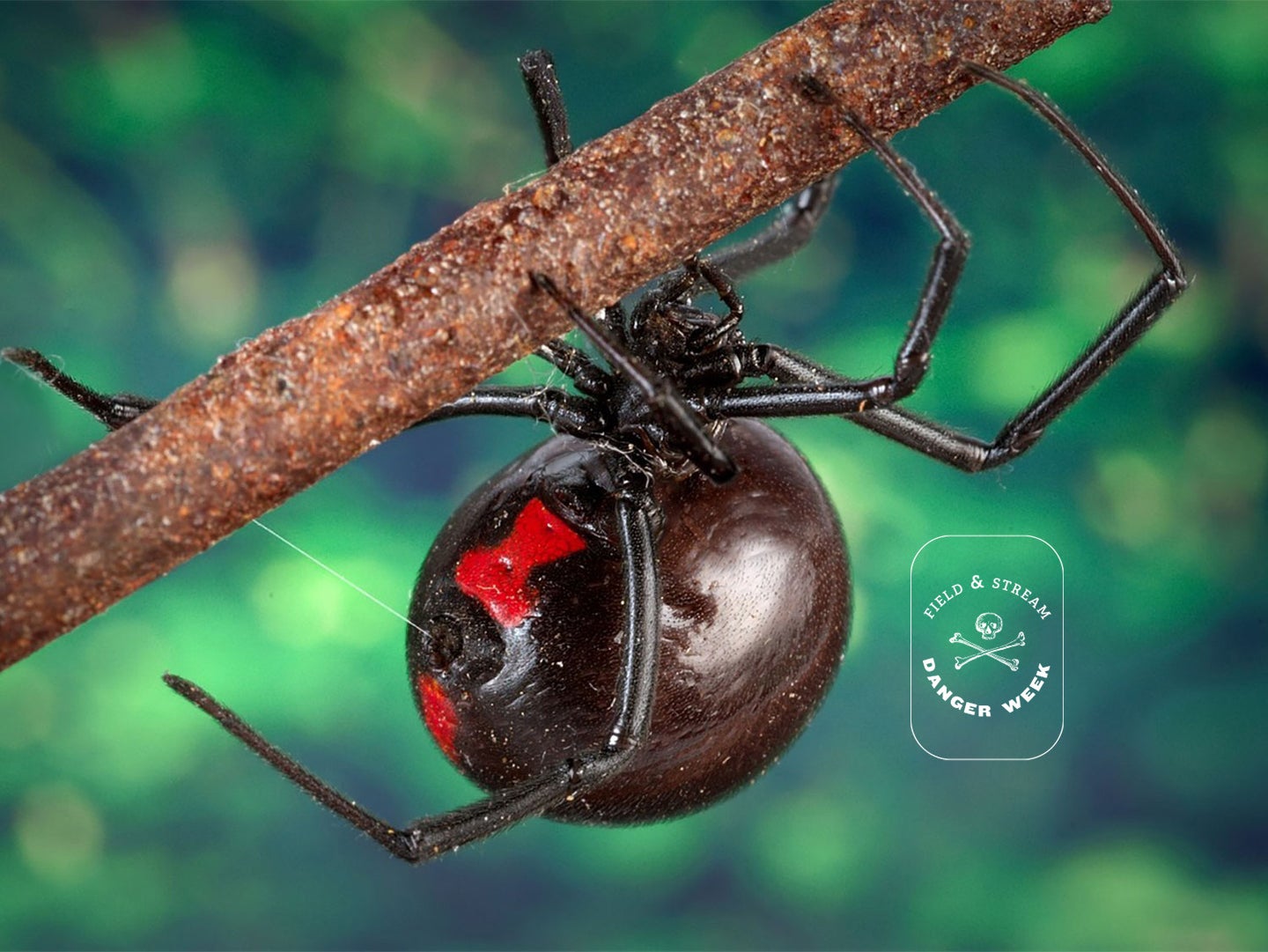 black widow spider crawling on a branch.