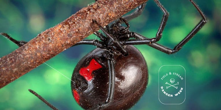 The 12 Deadliest Insects in the World