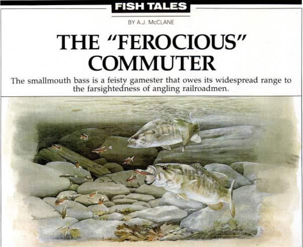 A clipping from a Field & Stream magazine article called "The Ferocious Commuter" with an illustration of two smallmouth bass.