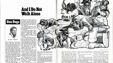 A clipping of an old field and stream article featuring an illustration of dogs.