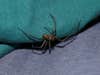 A brown recluse spider crawls into a crevice between two pieces of cloth.