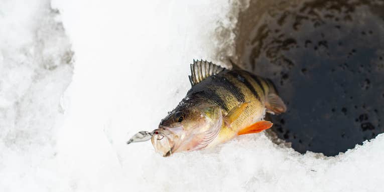 How to Ice Fish for Giant Walleye, Lake Trout, and Perch