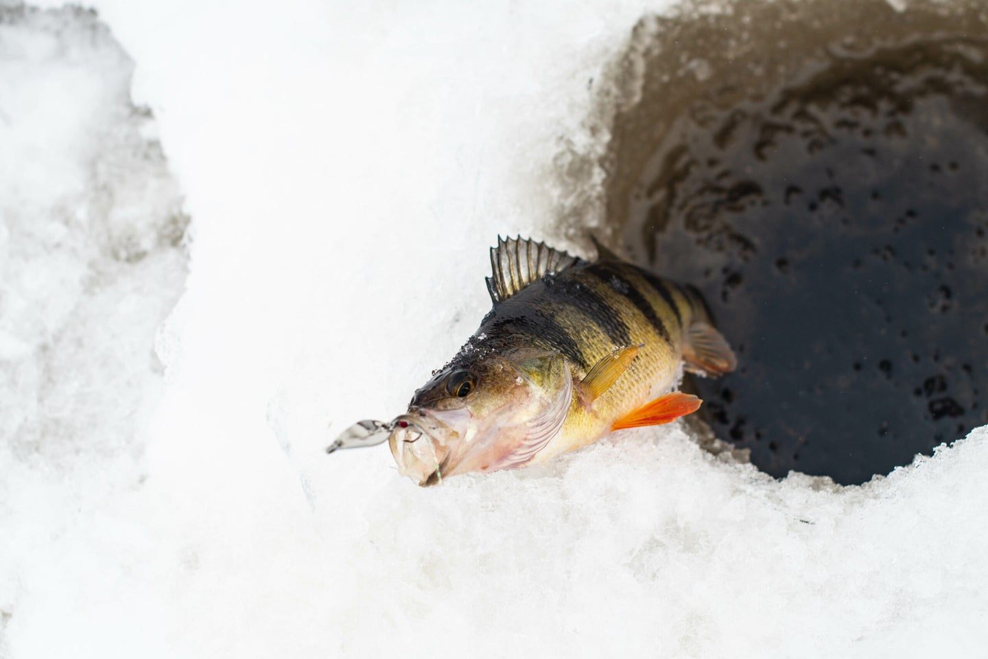 perch with lure in its mouth coming through an ice fishing hole
