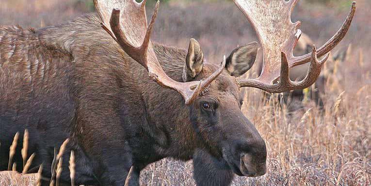 The 6 Best Rifle Cartridges for Moose Hunting