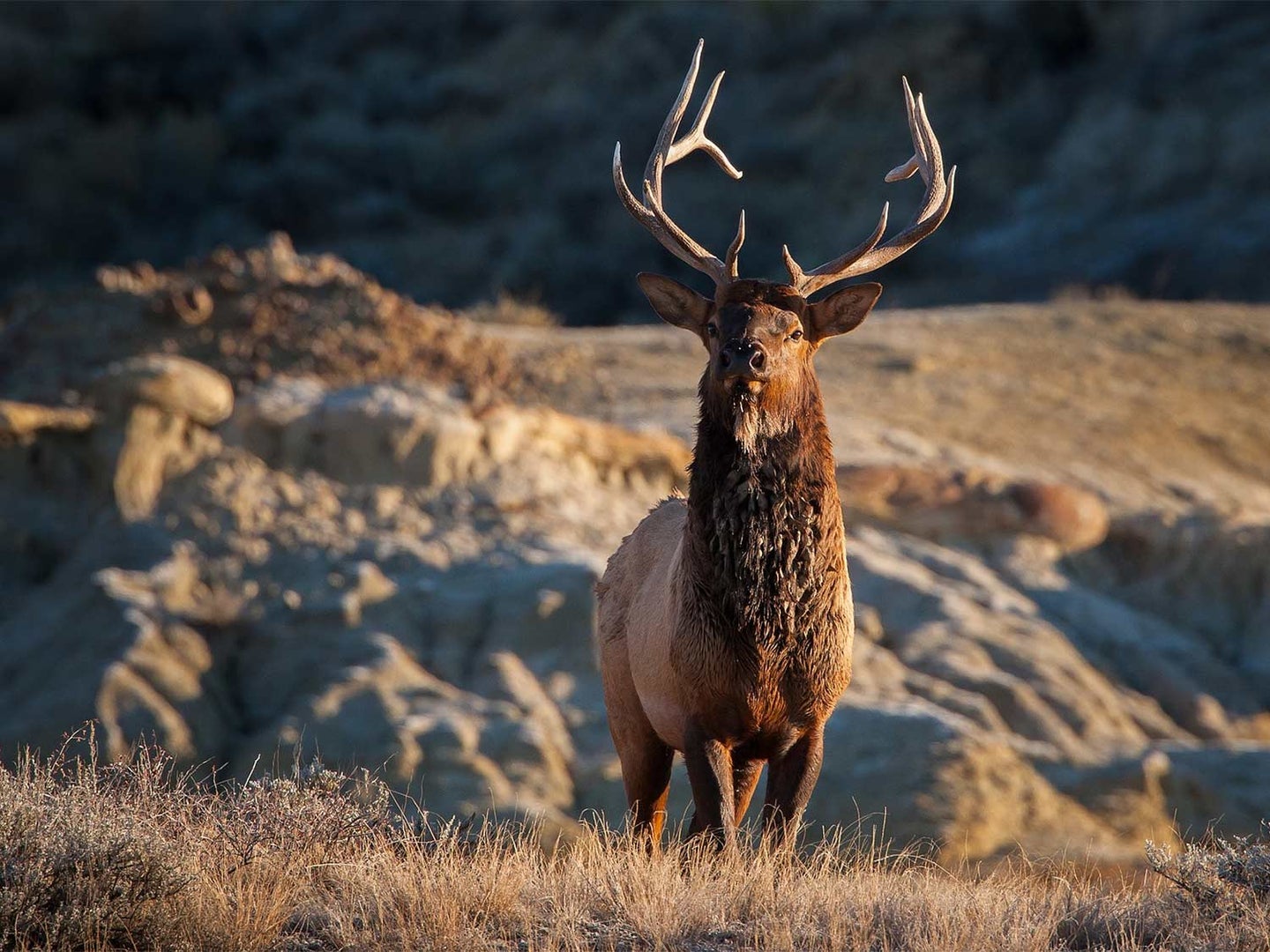 A large bull elk walks through an open field with a rocky hillside in the distance.