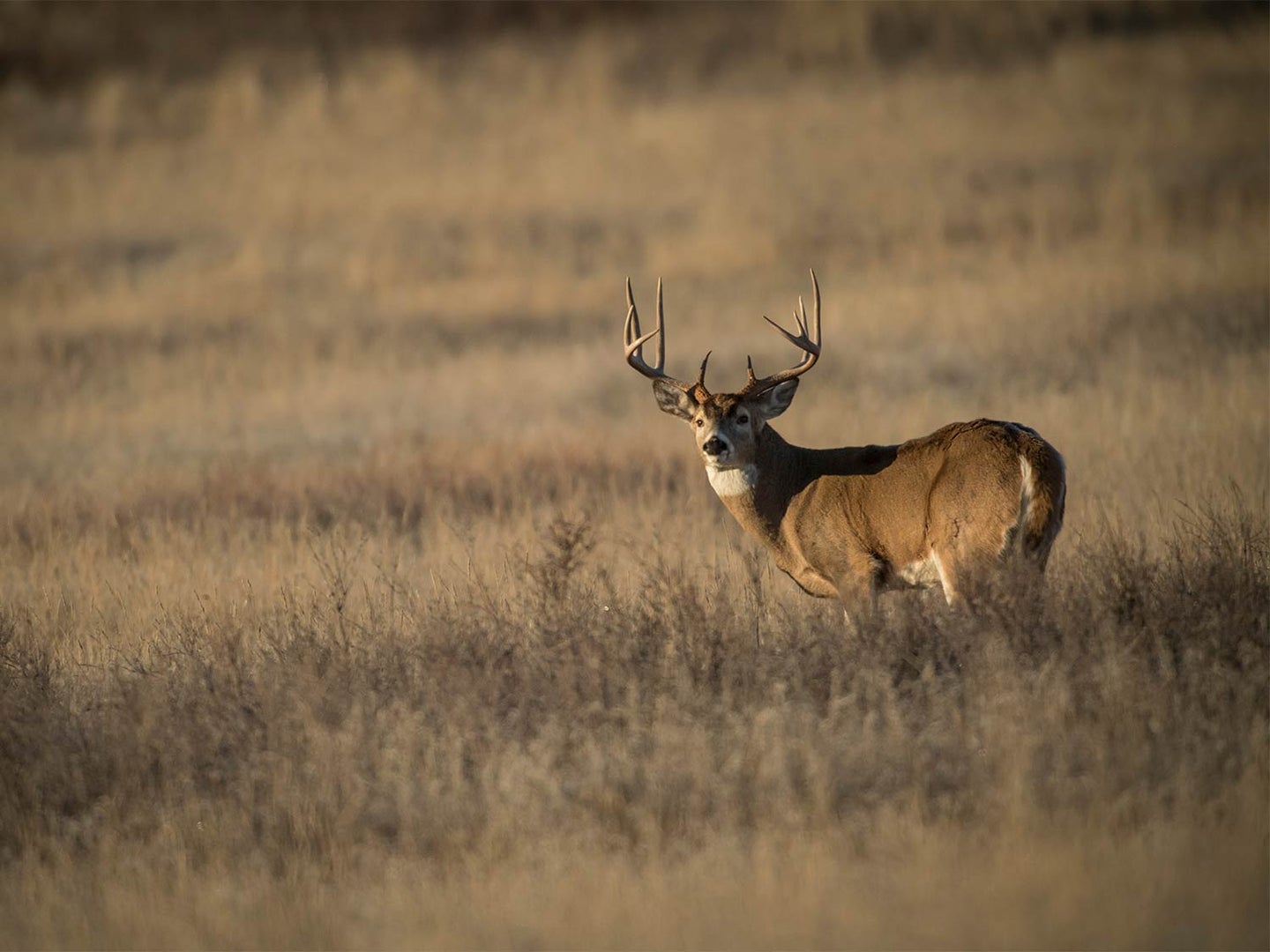 A single whitetail deer stands in a large open field of brown grass.