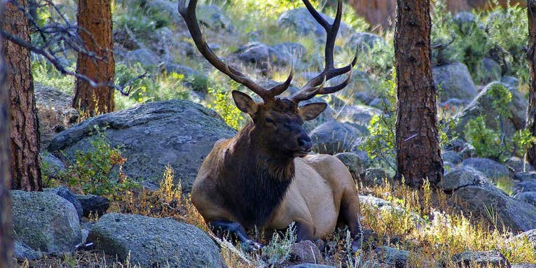 6 Hunting Tips to Help You Track an Elk