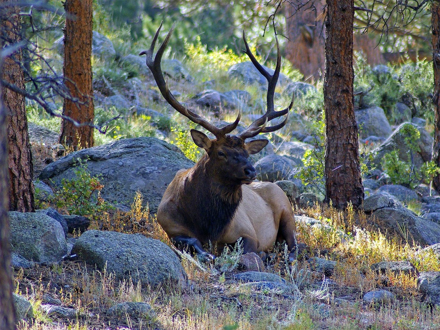 A large bull elk lays in a rocky, grass-filled hillside next two trees.