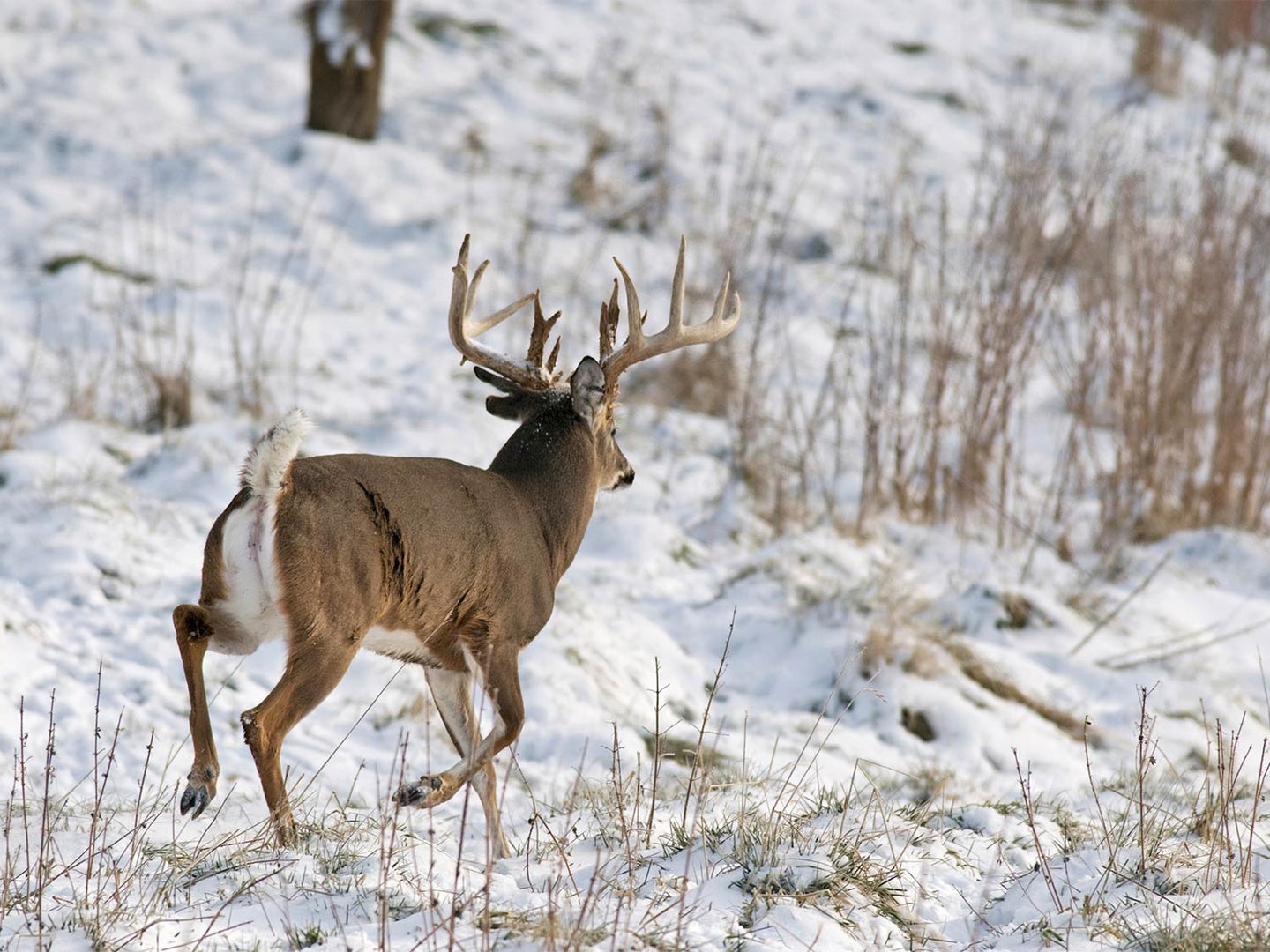 A large whitetail buck running through a snow-covered field.