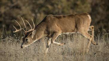 How to Hunt Whitetail Deer During the Rut’s Chasing Phase
