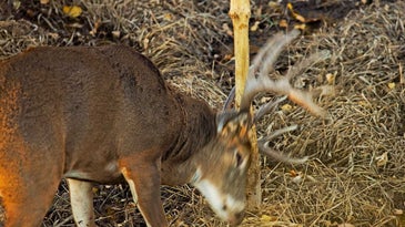 How to Hunt Whitetail Buck Rubs During the Rut