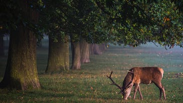 Three Things to Know Before Choosing A Deer Feeder