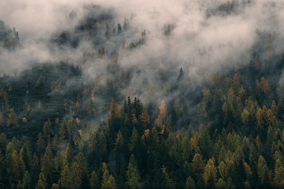 forest and fog