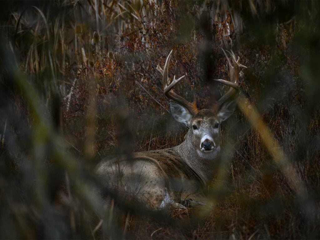 A whitetail buck stays bedded and hidden in tall grass.