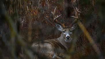 How to Hunt for the Biggest Whitetail Buck of Your Life