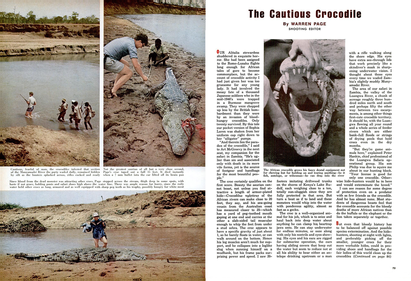 magazine spread of crocodile story