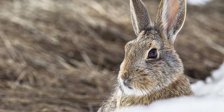 Why Rabbit Hunting Is the Most Fun You Can Have Outdoors in Winter
